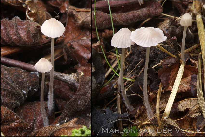 Lila mycena - Mycena albidolilacea